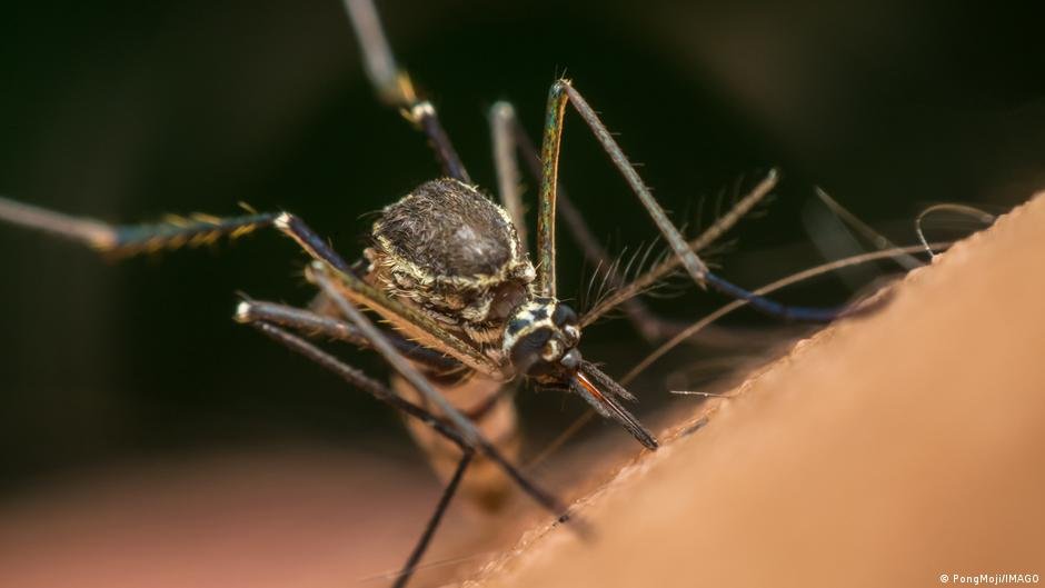 Why Google wants to release millions of mosquitoes in the US