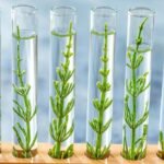 CRISPR gene-editing for crops: Precision tool or new risk?