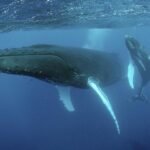 How do humpback whales hunt