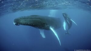 How do humpback whales hunt