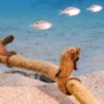 Seahorse safaris boost Mozambique coastal comeback