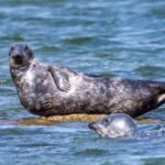 In Germany’s Baltic Sea, it’s fishers vs. seals