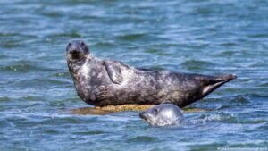 Germany’s fishers compete with seals in the Baltic Sea