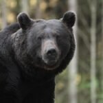 When bears roamed the streets of a Romanian resort