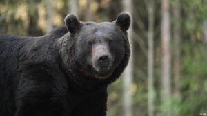 When bears roamed the streets of a Romanian resort