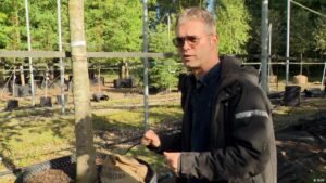 In Netherlands, nursery grows shade trees for warming cities