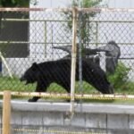 Why bear attacks are rising fast in Japan