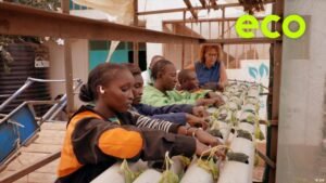 Growing food in the sand with algae