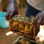 Tiny bees hiding in homes could save India’s food supply