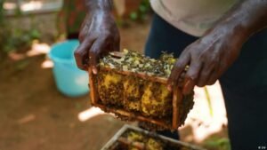 Tiny bees hiding in homes could save India’s food supply