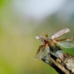 Maybeetles take flight – the mass emergence