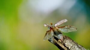 Maybeetles take flight – the mass emergence