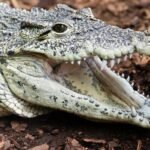 UK police release man arrested in crocodile-toddler incident