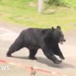 Japan: Bear escapes capture by opening factory window, police say