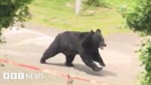 Japan: Bear escapes capture by opening factory window, police say