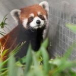 Taipei Zoo welcomes a pair of red pandas from China, first in over a decade