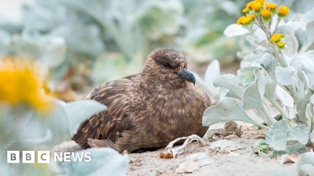 Australia confirms first case of bird flu as virus reaches every continent