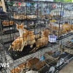 Hundreds of cats stolen for food in Vietnam rescued by police, welfare group says