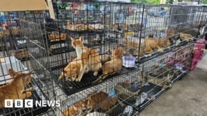 Hundreds of cats stolen for food in Vietnam rescued by police, welfare group says