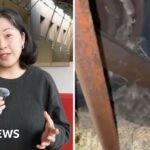 Why are devastating mice plagues happening in Australia?