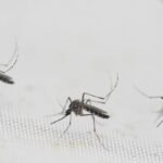 Sri Lanka battles surge in dengue fever, with more than 44,000 cases so far this year
