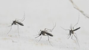 Sri Lanka battles surge in dengue fever, with more than 44,000 cases so far this year