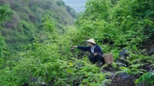 Rural escapism: Why China’s young urbanites are romanticising countryside living