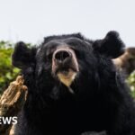 Black bear caught in Japan after days of sightings