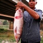 How rare earth mining in Myanmar threatens Thailand’s rice and fish