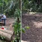 NParks investigating unauthorised clearance of trees at nature reserve planted under greening initiative