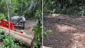NParks investigating unauthorised clearance of trees at nature reserve planted under greening initiative