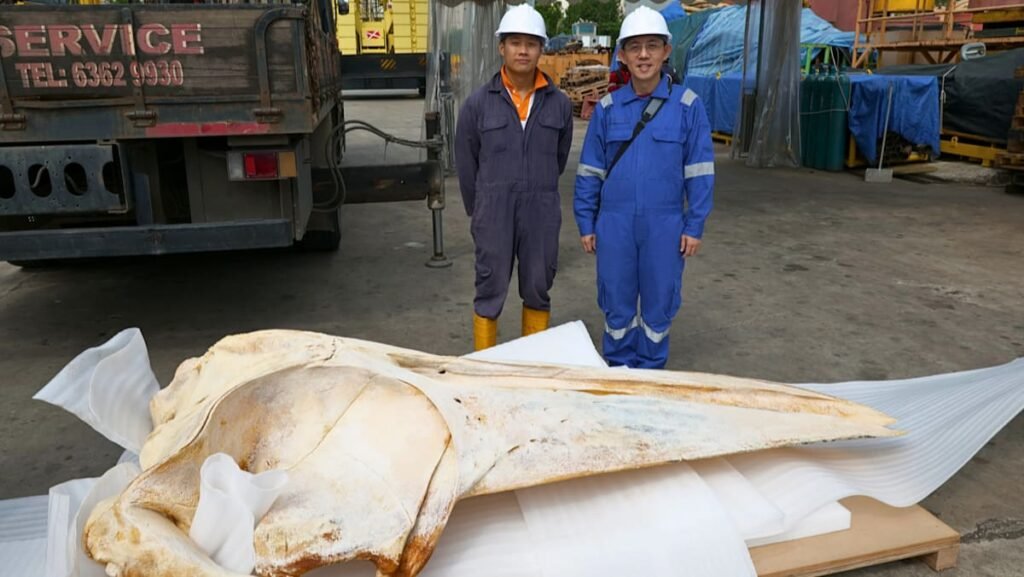 Omura’s whale carcass found in Singapore can help scientists unlock mysteries of little-known species