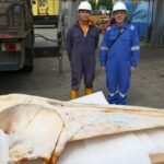 Omura’s whale carcass found in Singapore can help scientists unlock mysteries of little-known species