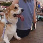 Hong Kong’s new dog-friendly dining scheme draws overwhelming response from restaurants