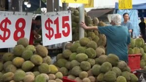 Weather uncertainty looms over durian season as sellers turn to technology to secure supply