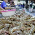 ‘Protectionist instincts’: Seafood traders caught in Thai-Malaysia row over shrimp, seabass exports