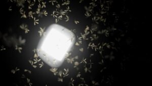 Why do flying ants, bees and beetles keep ending up in your home – and how do you get them out humanely?