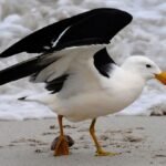 H5 bird flu detected in Australian seabird for first time