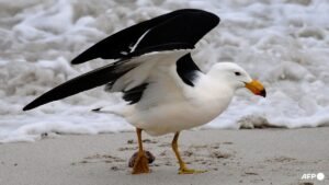 H5 bird flu detected in Australian seabird for first time
