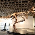 Commentary: What science loses when T rex becomes a trophy