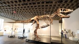 Commentary: What science loses when T rex becomes a trophy