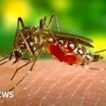 Dengue: What is the mosquito-borne disease that Sri Lanka is using drones to fight?