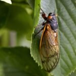Tampines Changkat pilot to tackle cicada emergence reduces noise, disturbances for residents
