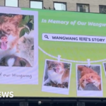 China’s animal lovers take fight against abuse offline and overseas