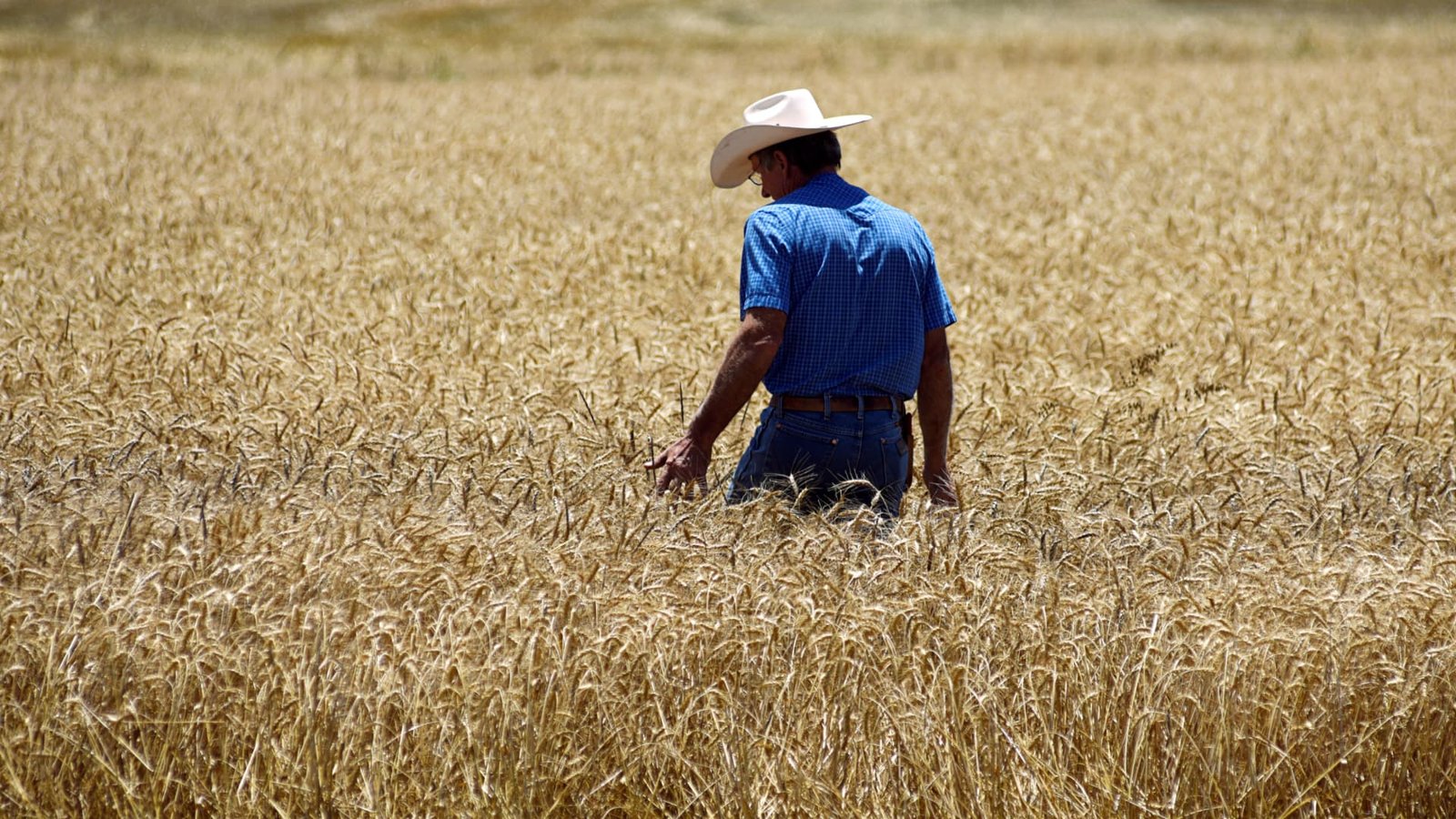 From ‘Super El Niño’ to Europe’s extreme heatwave: How this year’s weather shocks are rattling commodity markets