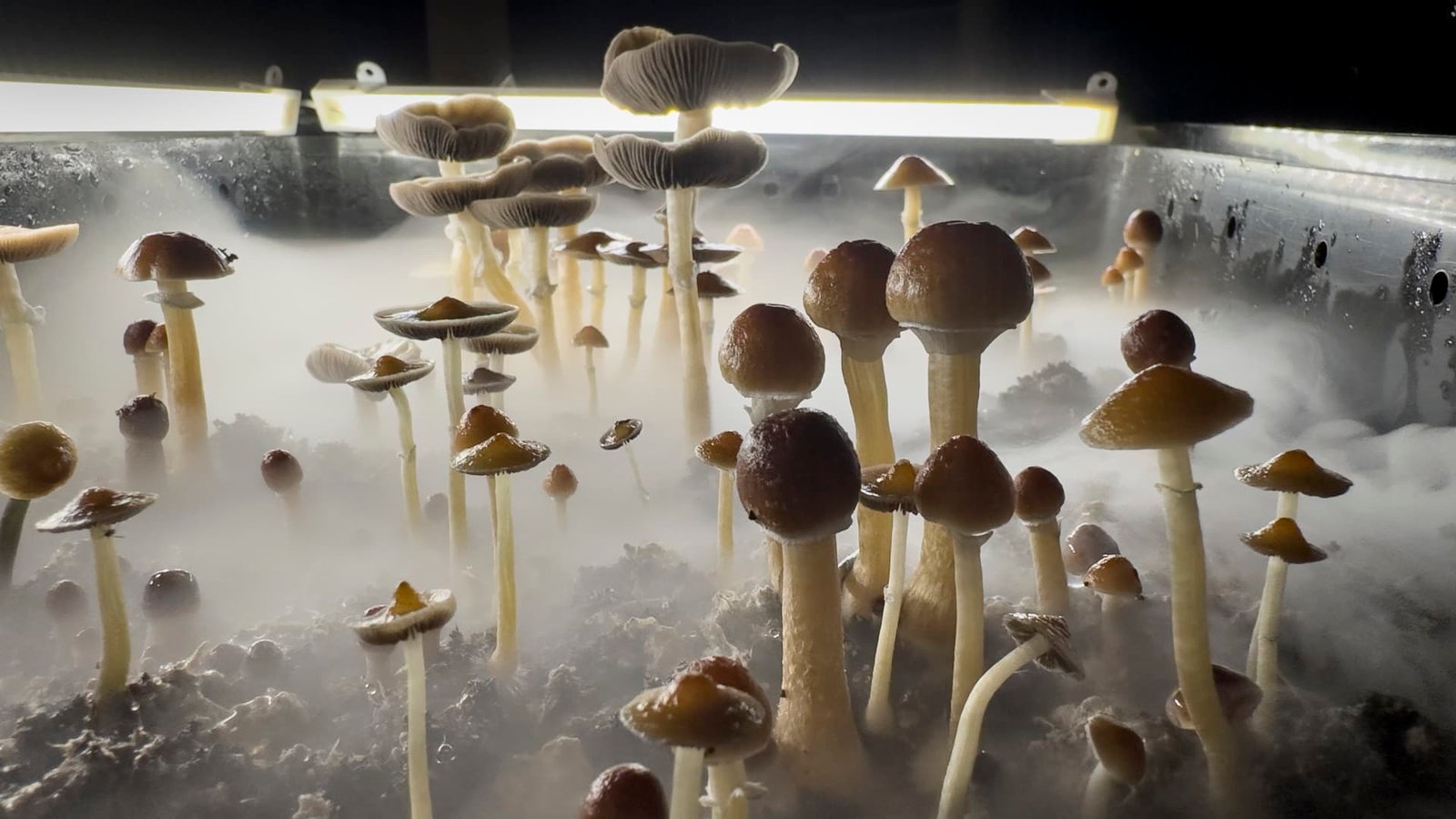The market for psychedelic drugs to treat mental health conditions gets a big buy signal