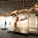T. rex sells for $50 million, becoming the most expensive dinosaur fossil ever auctioned