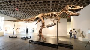 T. rex sells for $50 million, becoming the most expensive dinosaur fossil ever auctioned