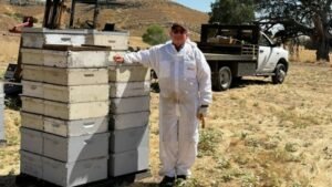 How this 70-year-old honey bee farmer is keeping his family farm alive: ‘We completely rely on Mother Nature’