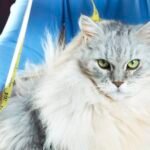 Fat cat? Weight-loss drugs may be coming for your overweight pet